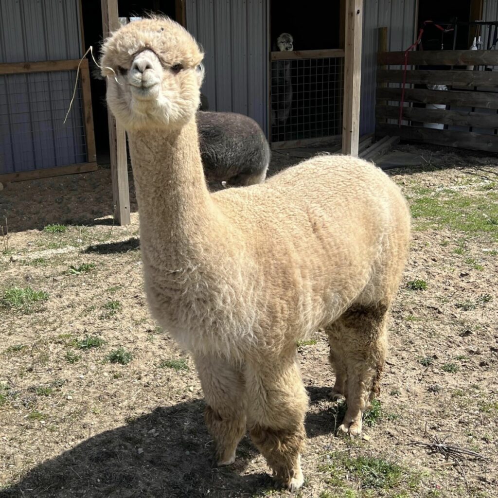 baby alpaca cost, price of a baby alpaca, how much does a baby alpaca cost, alpaca cria price, cost of owning an alpaca, alpaca prices 2024, are alpacas expensive, alpaca investment cost, buy baby alpaca, baby alpacas for sale near me, where to buy baby alpacas, alpaca breeders near me, baby alpaca for sale cheap, reputable alpaca breeders, find alpaca farms, alpaca buying guide, raising alpacas for beginners, what to know before buying an alpaca, alpaca care cost, are alpacas good pets, total cost of alpaca ownership, hidden costs of alpacas, Suri alpaca, alpaca fleece quality, alpaca pedigree, alpaca shearing cost, alpaca fencing, alpaca shelter, alpaca veterinary care, alpaca fiber, pet alpaca, alpaca herd, cria care