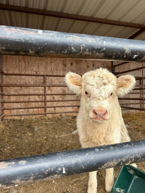 CARL