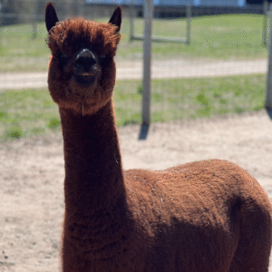 Royal Cashmere
