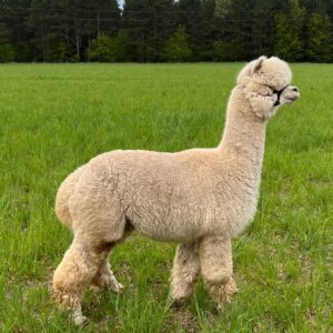 alpaca price range how much does a pet alpaca cost cheap alpacas for sale alpaca breeding cost how much is a baby alpaca, alpaca herd sire price, female alpaca price, alpaca care for beginners, what do alpacas eat, alpaca fencing requirements, alpaca shelter ideas, how much does it cost to feed an alpaca per month, alpaca shearing cost, are alpacas expensive to keep, alpaca veterinary care, alpaca vs llama cost, huacaya alpaca vs suri alpaca, how many alpacas should I start with, can you have just one alpaca, alpaca for sale craigslist